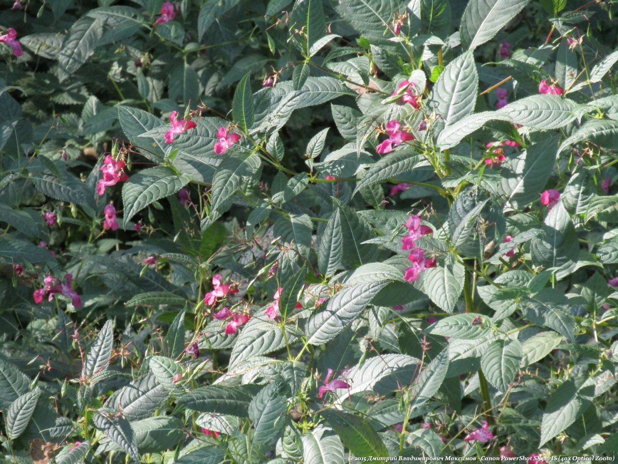 Недотрога железистая растение