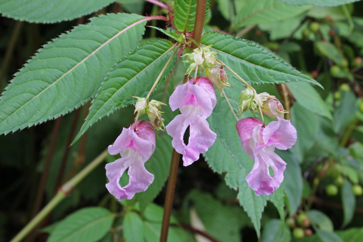 Impatiens glandulifera – бальзамин