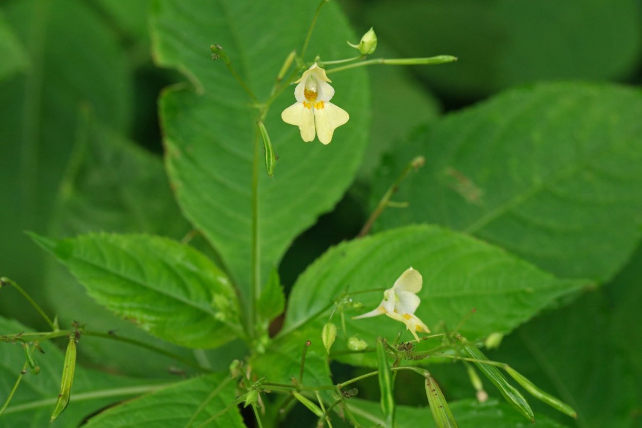 Недотрога мелкоцветковая растение