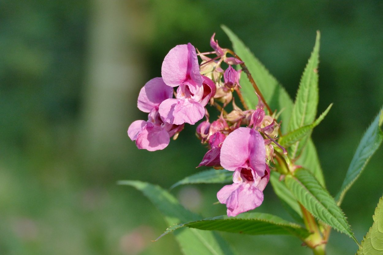 Himalayan balsam растение