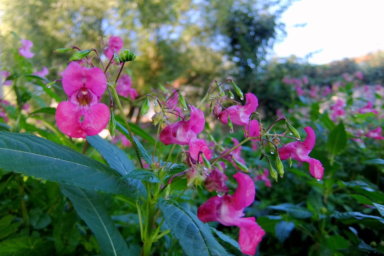Цветок бальзамин железконосный