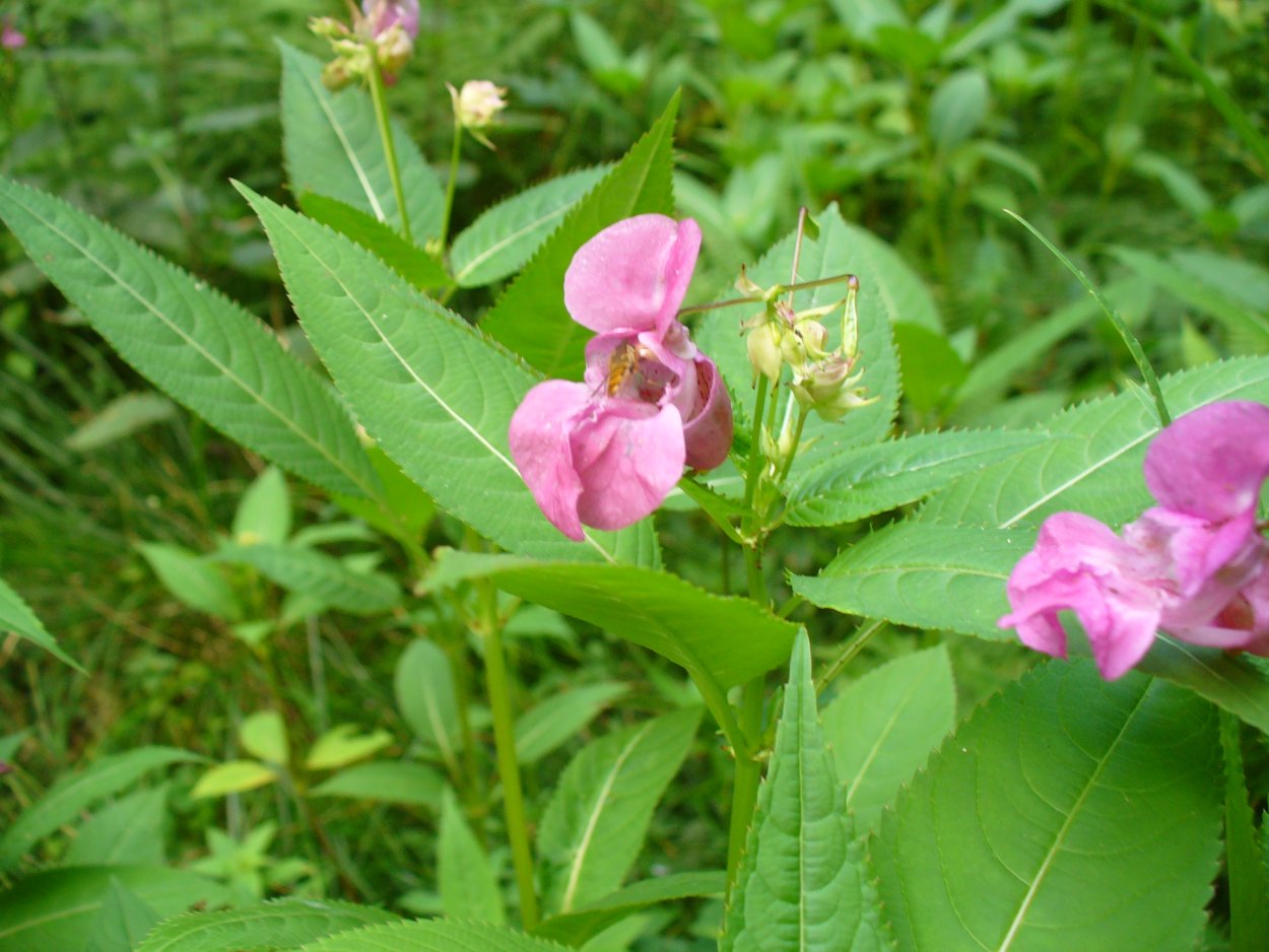 Бальзамин недотрога дикий