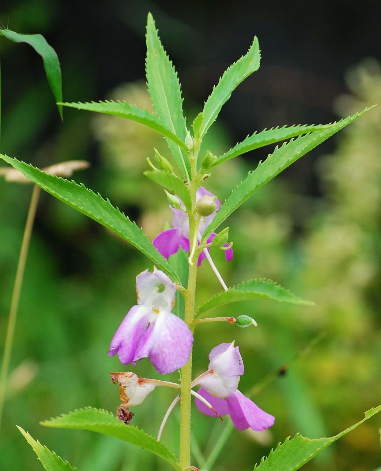Бальзамин дикий