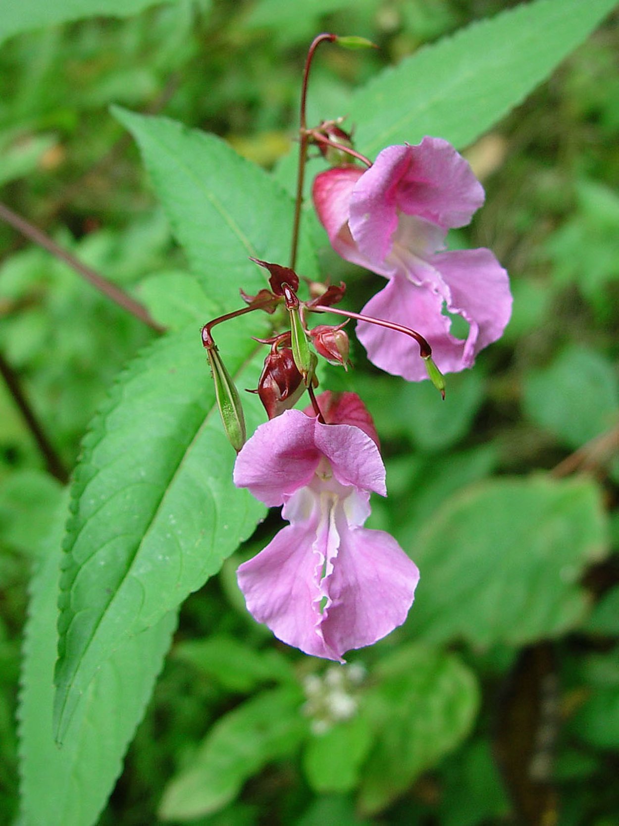 Недотрога железистая (Impatiens glandulifera)