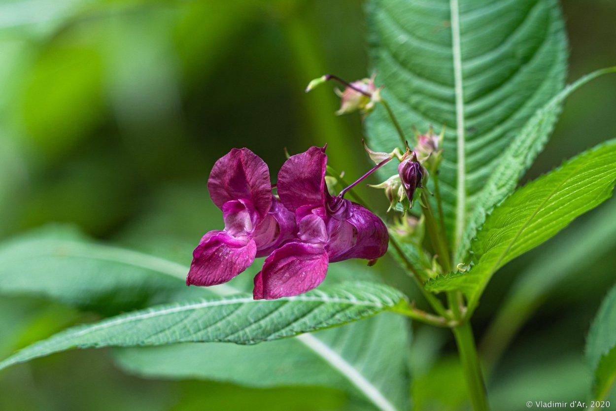 Бальзамин недотрога железконосный