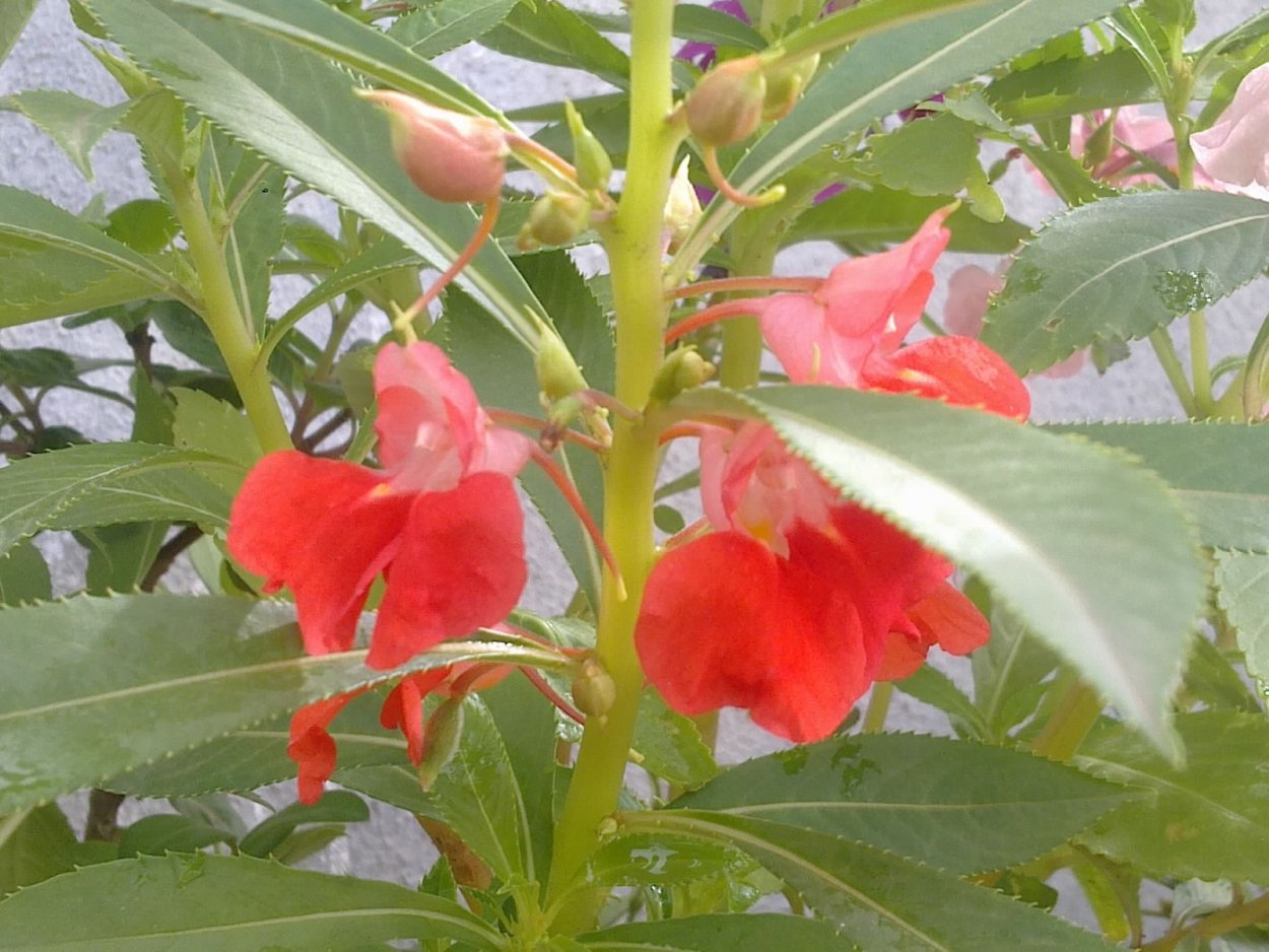 Бальзамин Кэтрин