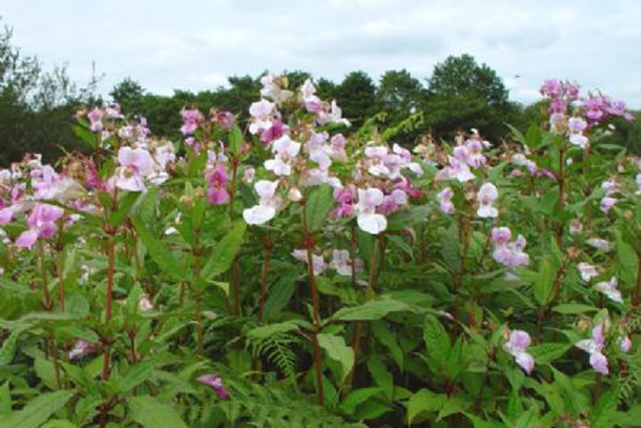 Himalayan balsam