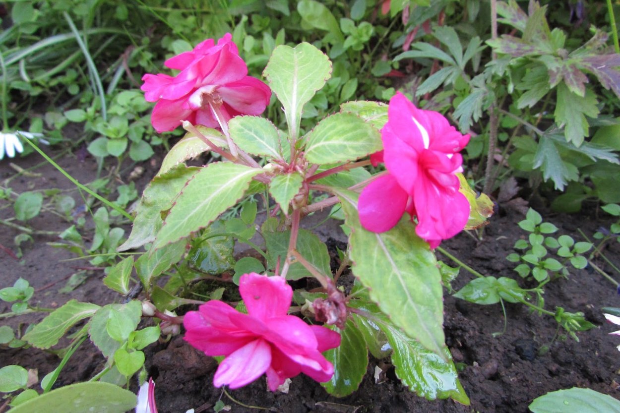 Дальневосточный бальзамин