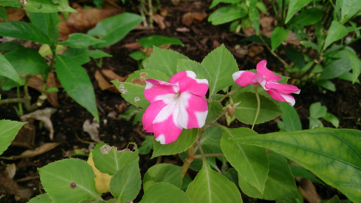Impatiens sodenii common names