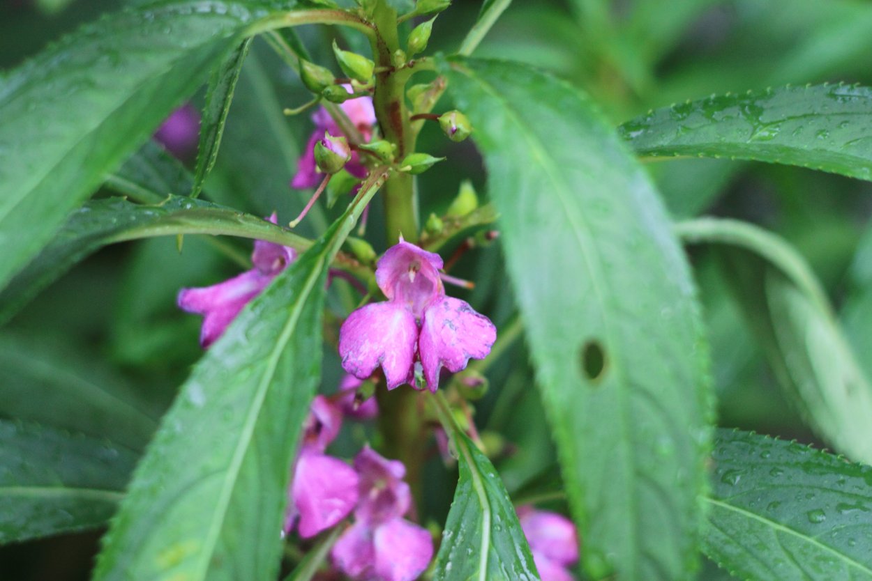 Бальзамин Impatiens Jungle Jewels