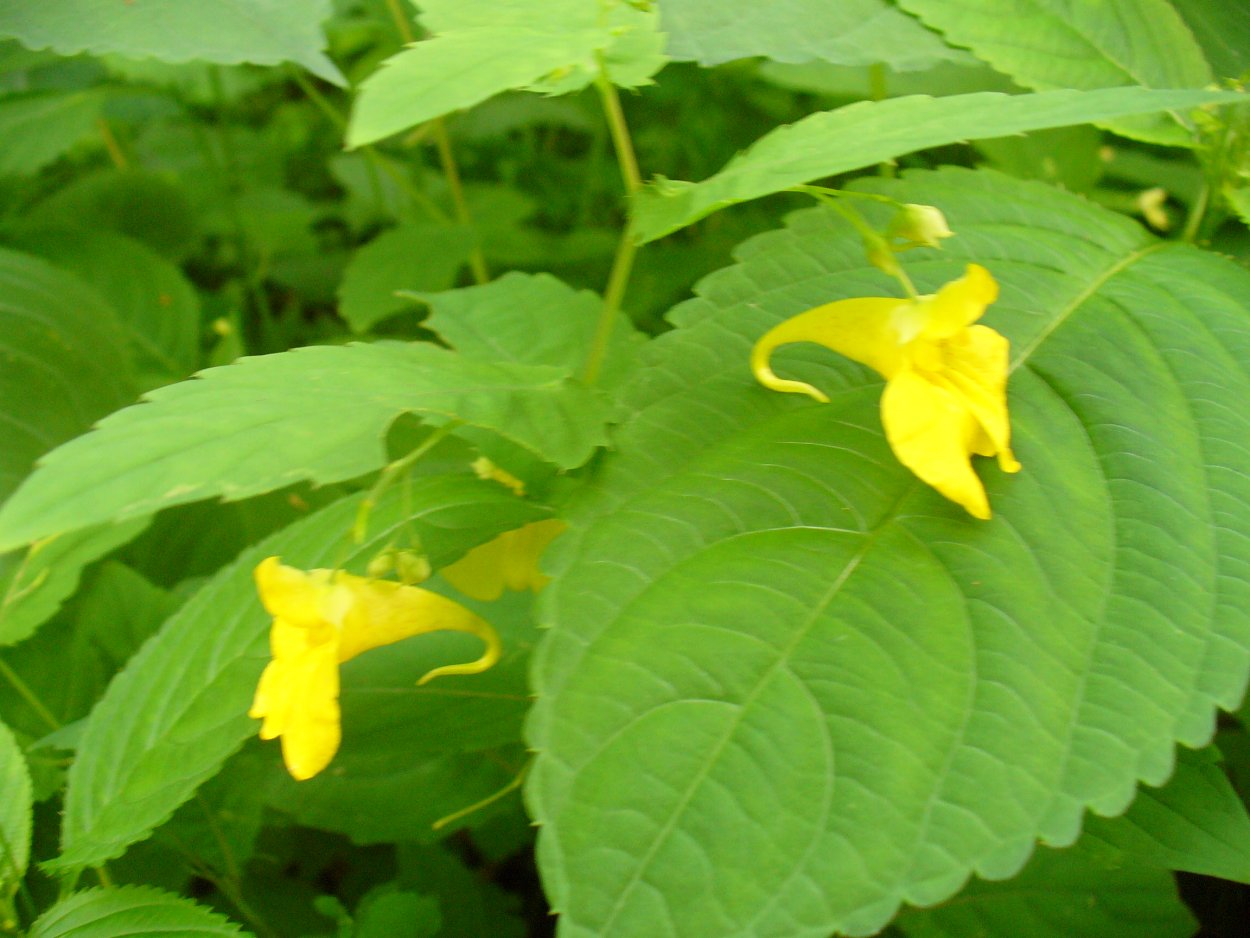 Бальзамин (недотрога обыкновенная желтая).