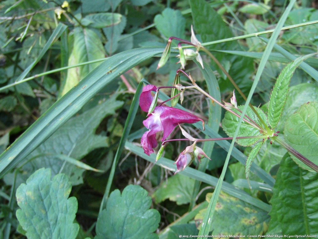 Недотрога трава другое название