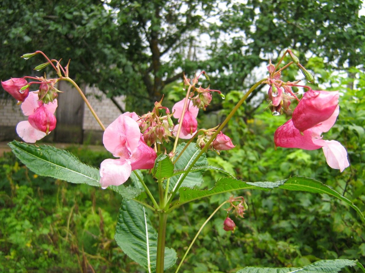 Цветок недотрога бальзаминовая