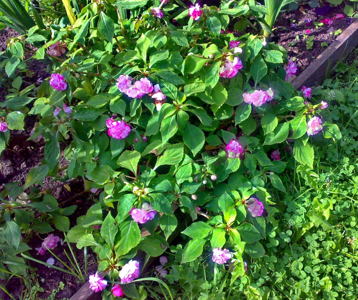 Бальзамин Лесной недотрога обыкновенная