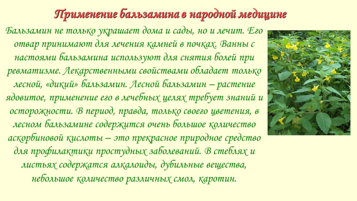 Применение бальзамина