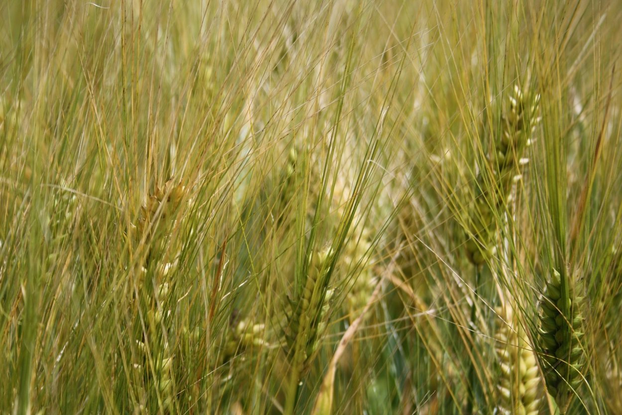 Колошение злаков