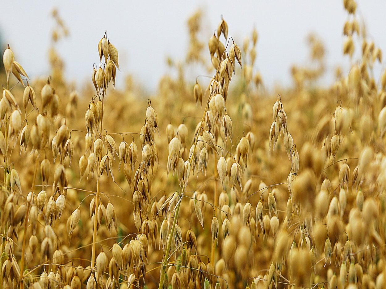 Степной овес