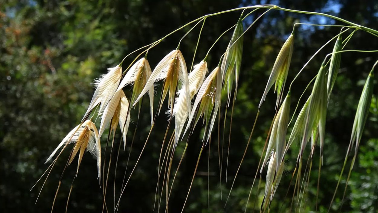 Овсюг обыкновенный (Avena fatua)
