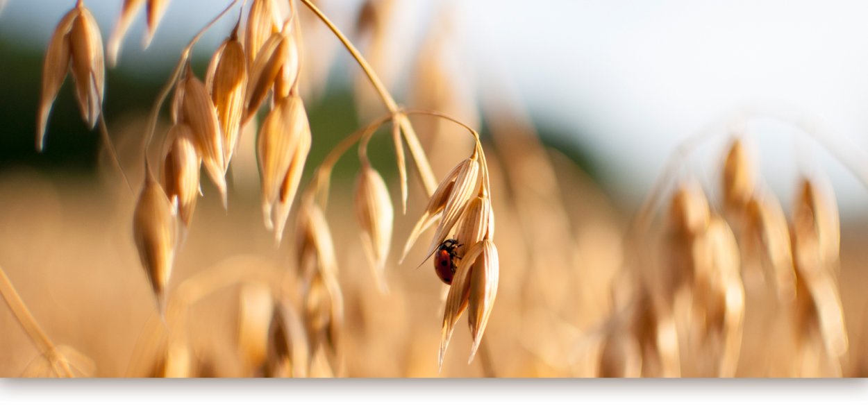 Овес Лев фото с поля