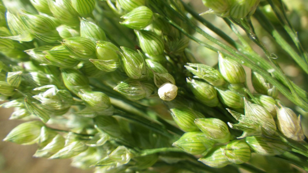 Просо растение