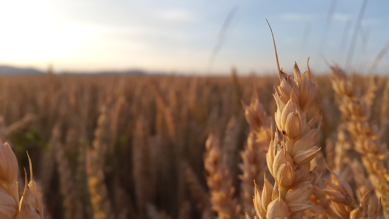 Колосья и зерна пшеницы