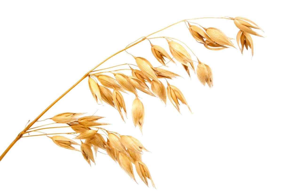 Овес на прозрачном фоне