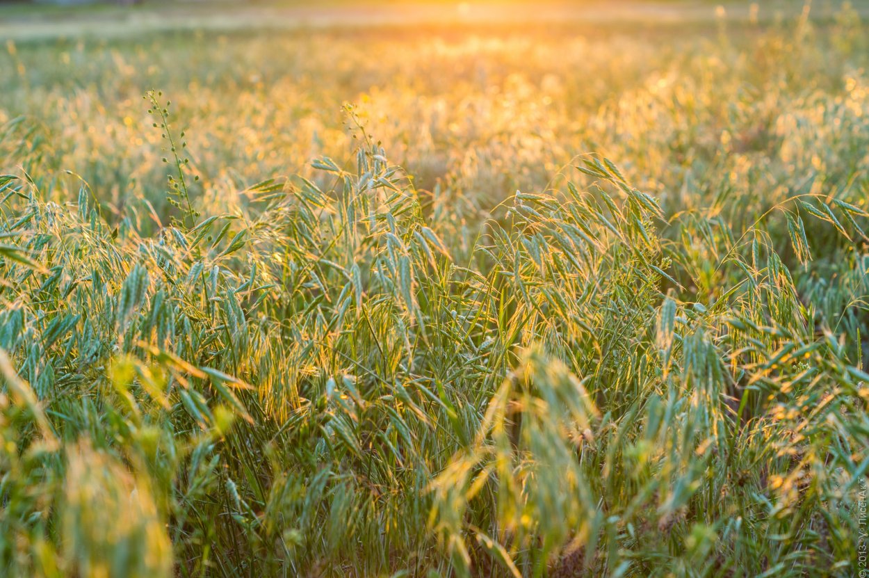 Овес цветет