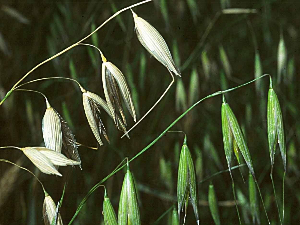 Овес пустой, овсюг обыкновенный