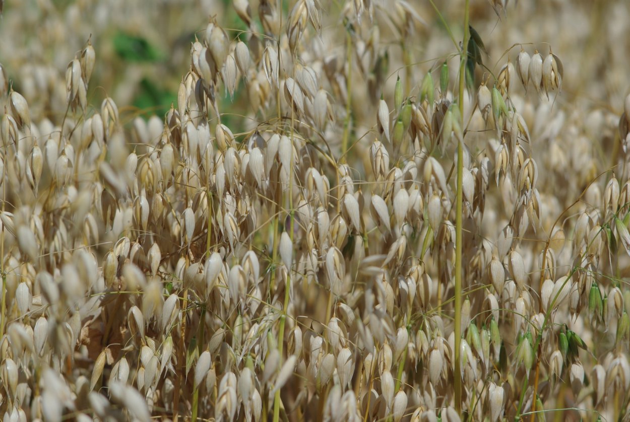 Овес айвори