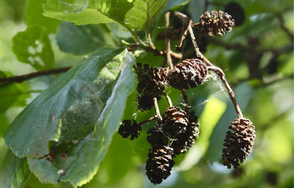 Ольха чёрная