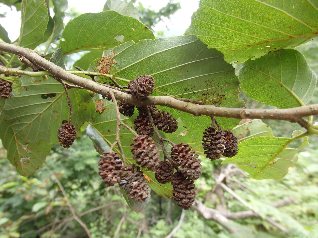 Ольха бородатая