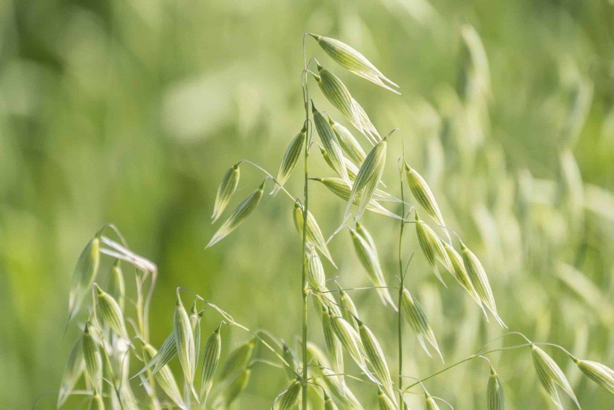 Овес зеленый трава