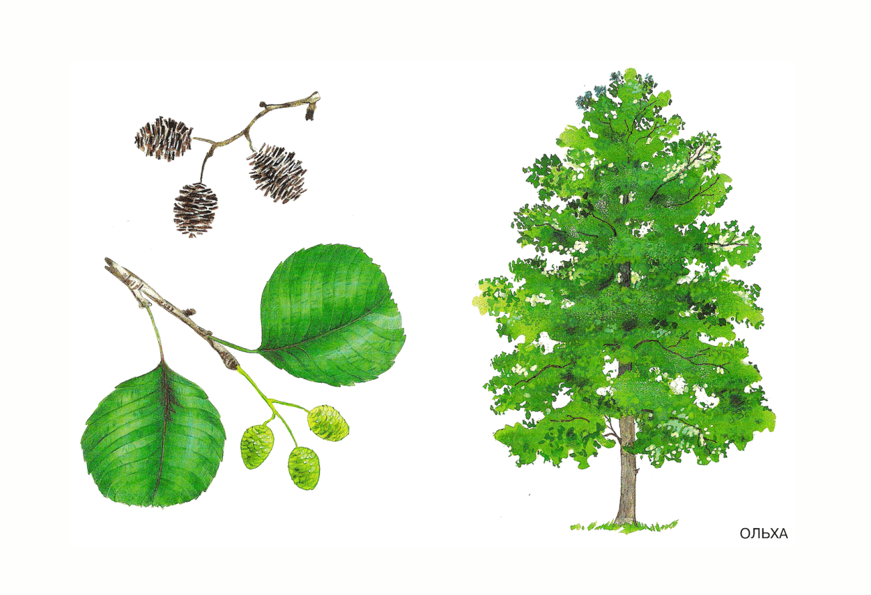 Ольха рисунок