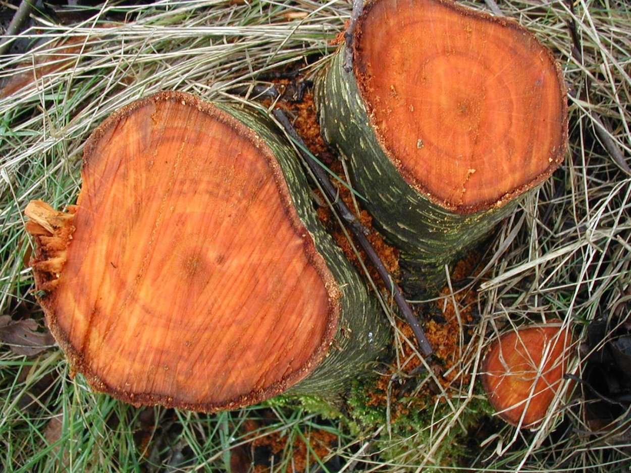 Чёрная ольха древесина