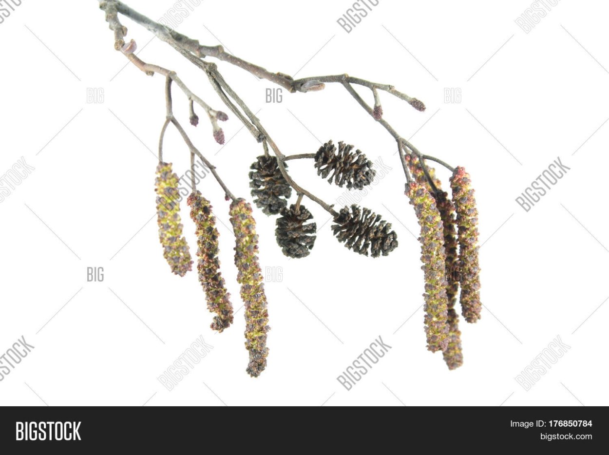 Веточка ольхи