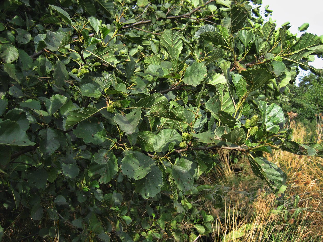 Ольха сердцелистная