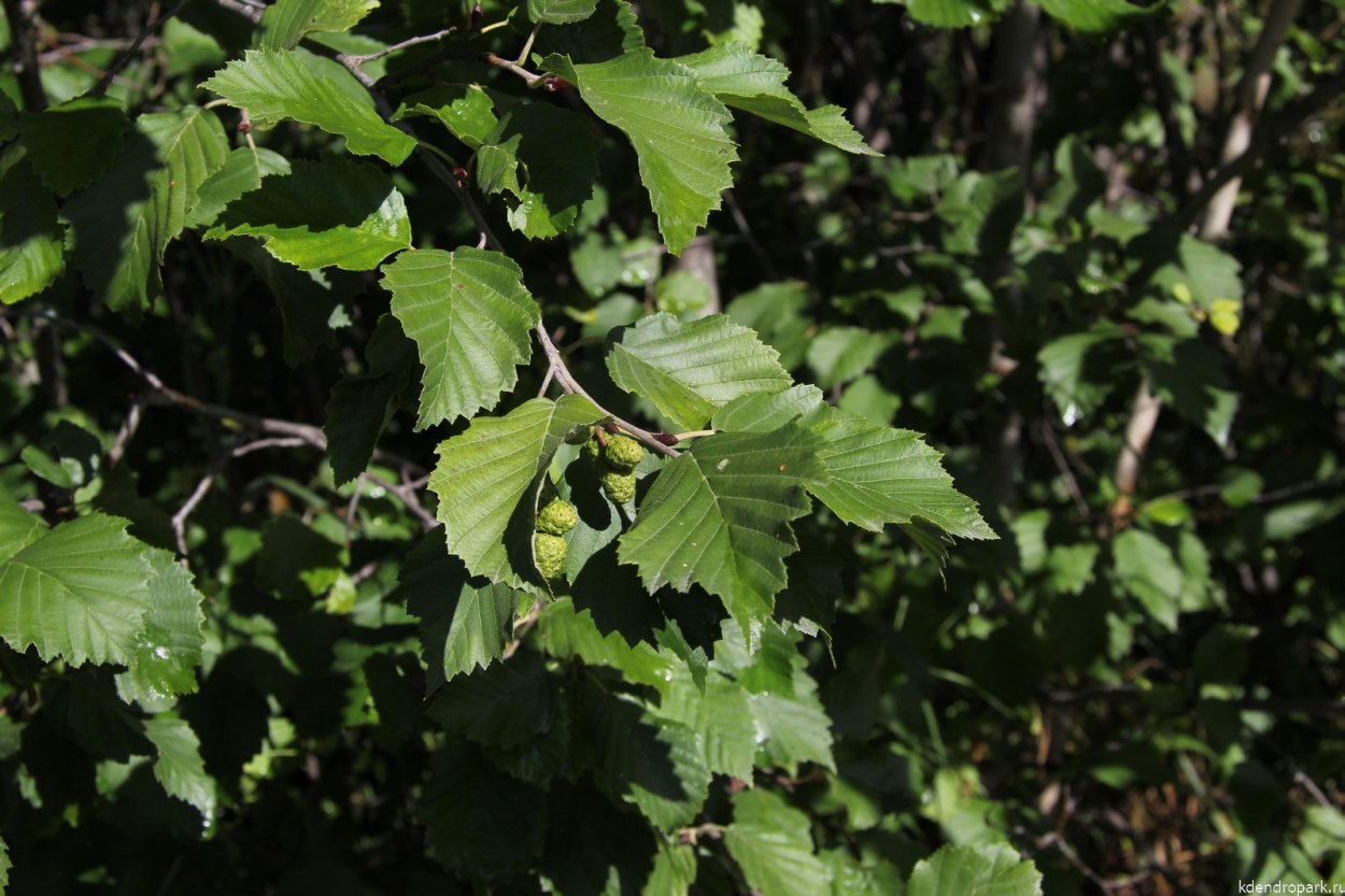 Ольха черная (Alnus glutinosa)