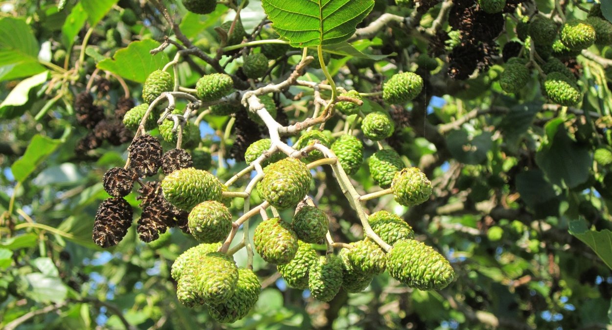 Ольха серая Alnus incana