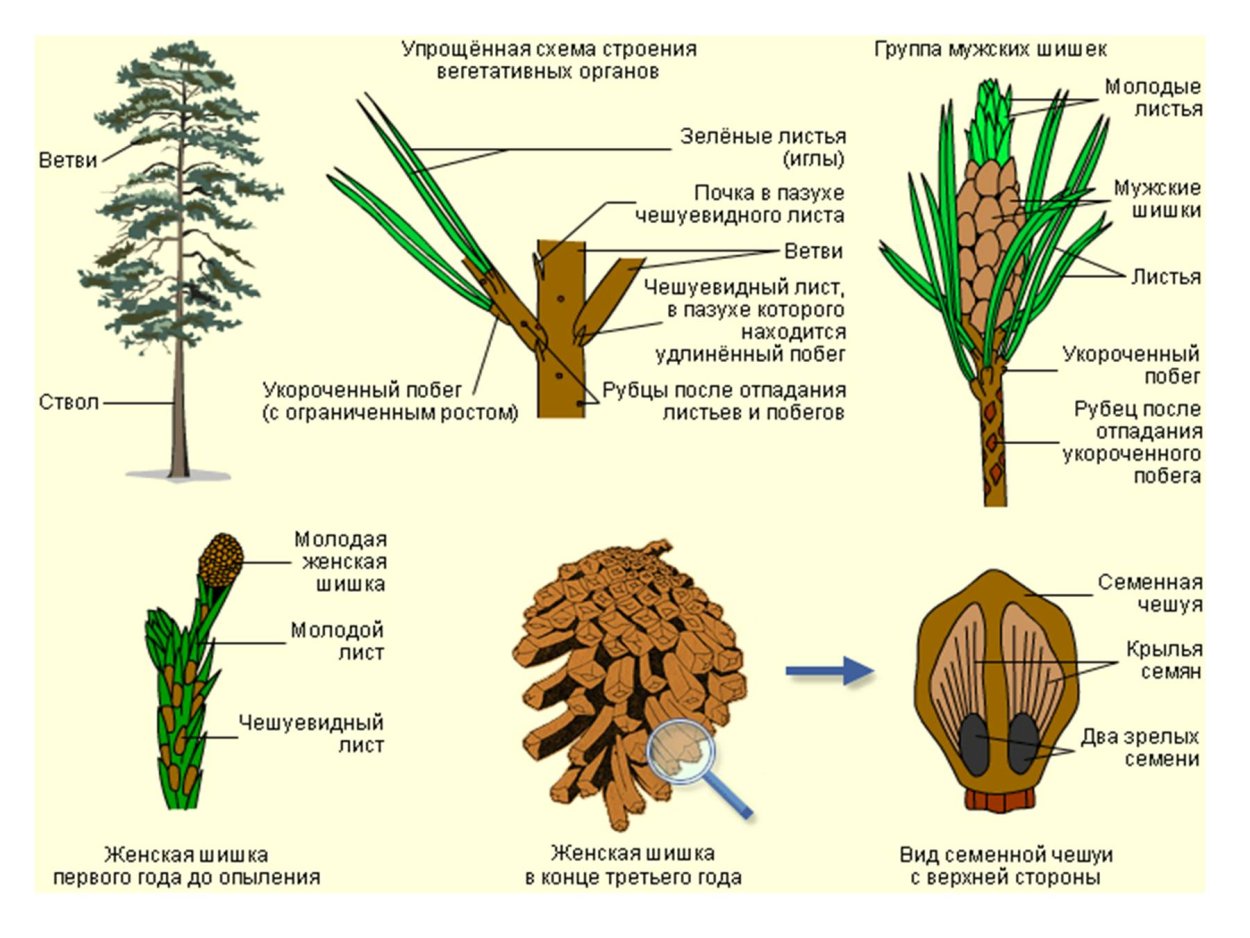 Чешуйка женской шишки. Строение шишки сосны ( голосеменного растения. Строение побега голосеменных. Голосеменные растения сосна строение. Строение шишек голосеменных растений.