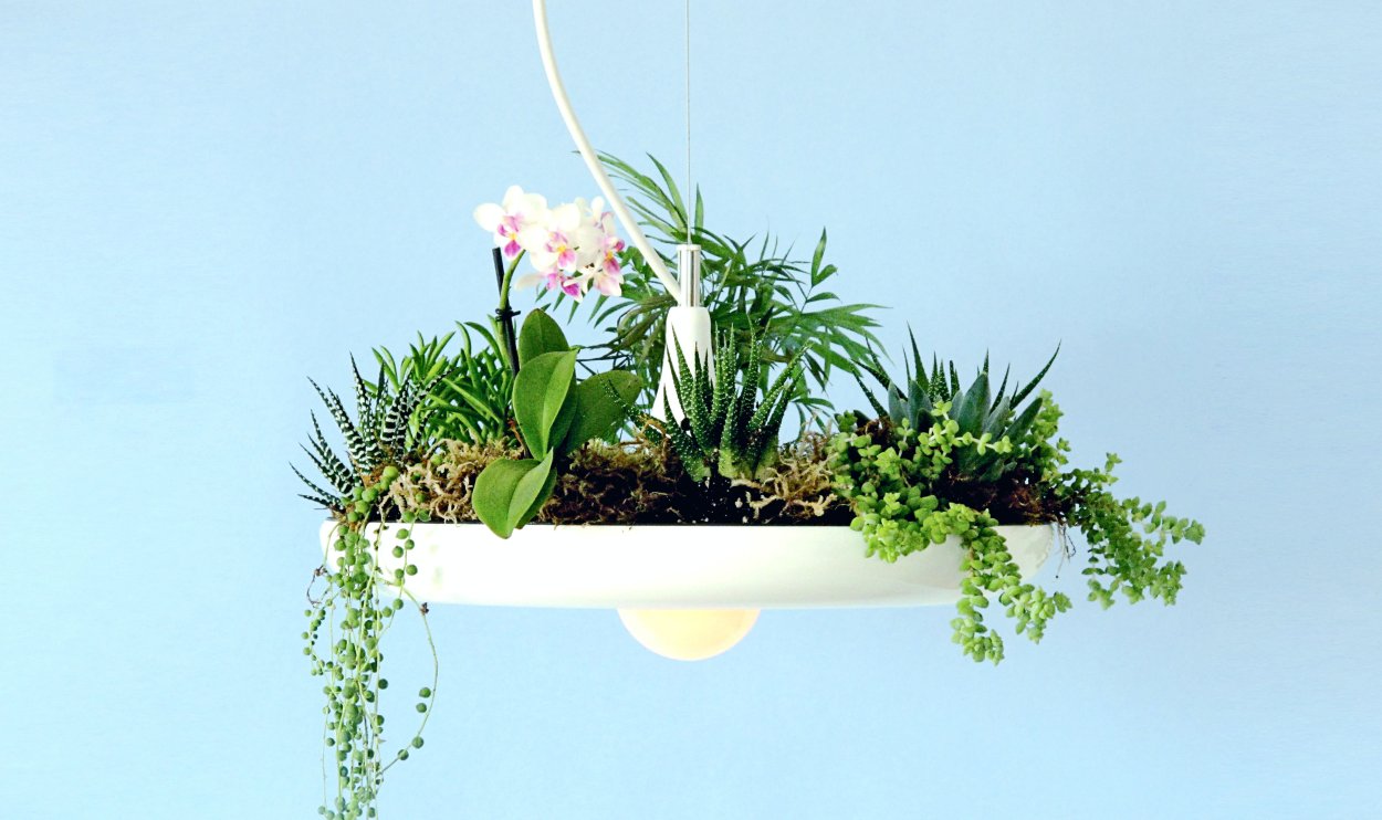 Подвесная композиция из комнатных растений
