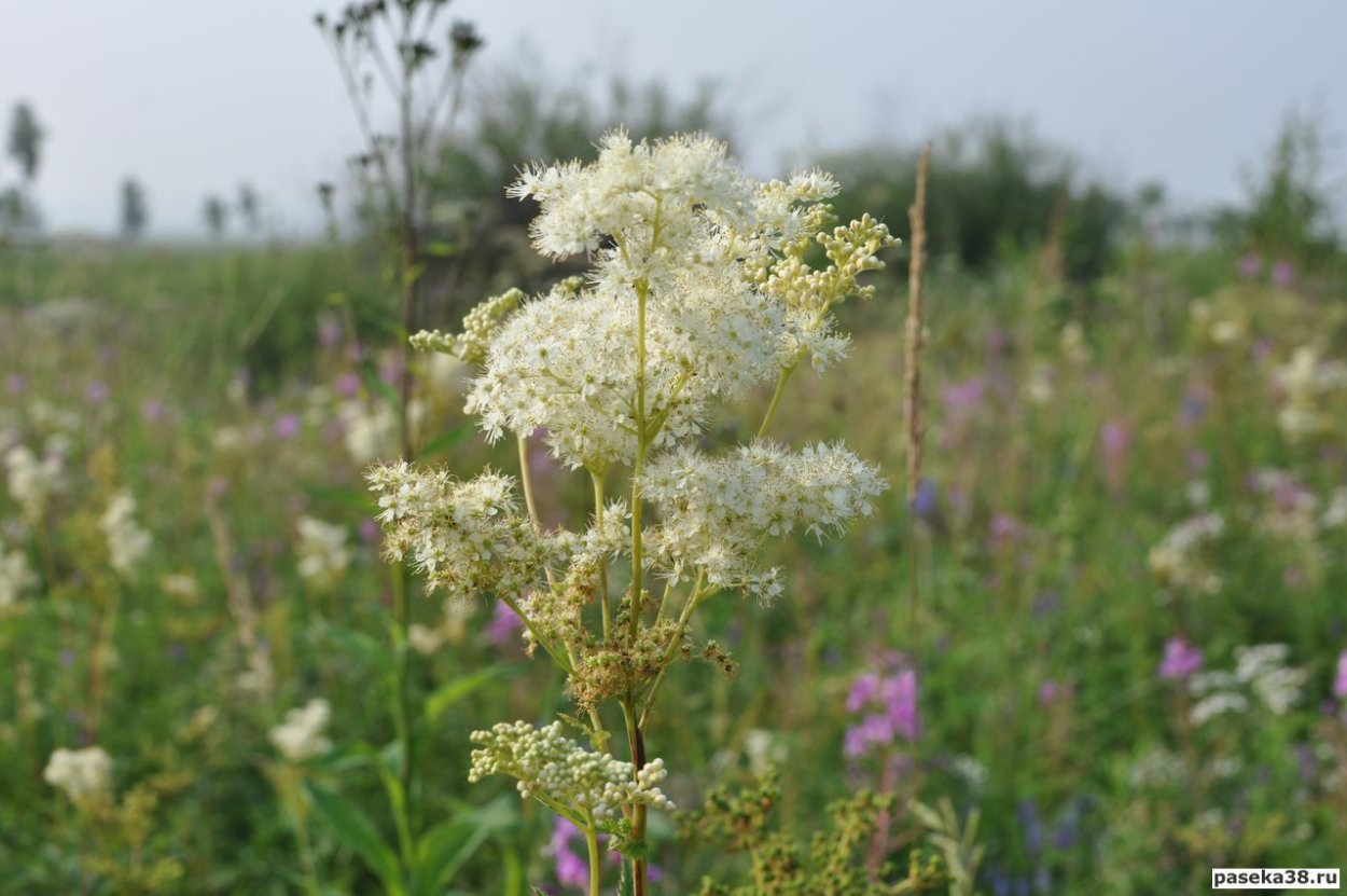 Разнотравье с донником
