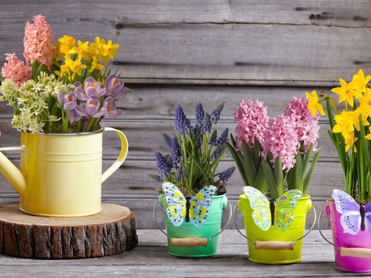 Крокусы нарциссы гиацинты