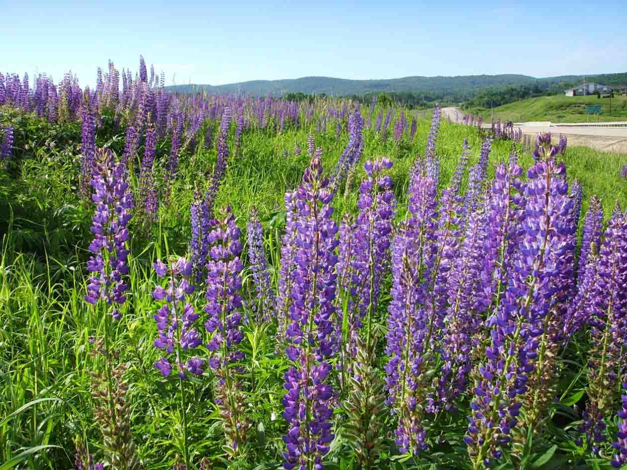 Растение козлятник лекарственный