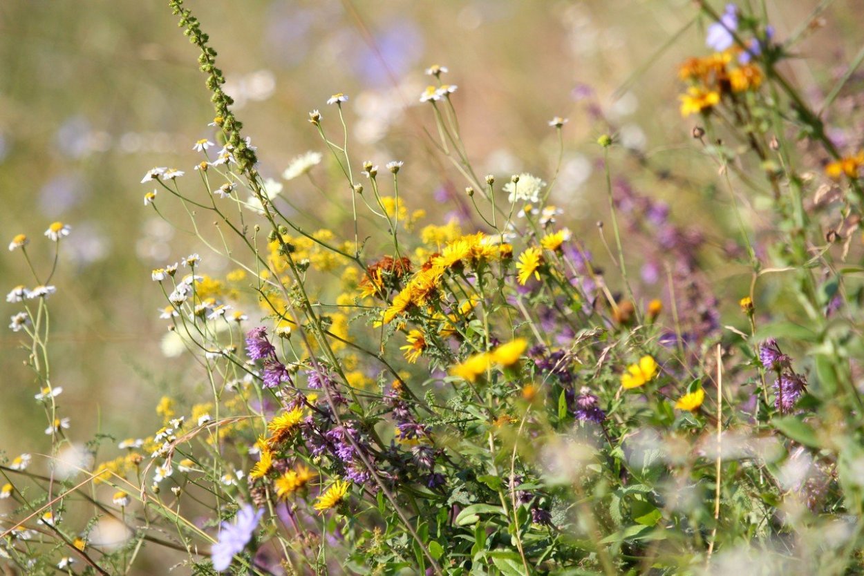 Луговое разнотравье
