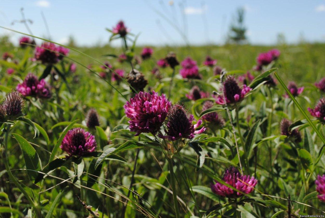 Клевер красный Рубиновая Поляна