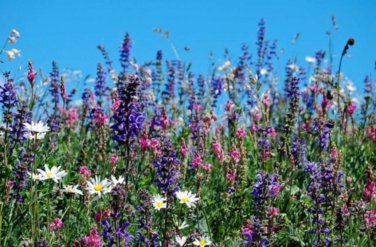 Разнотравье медоносы