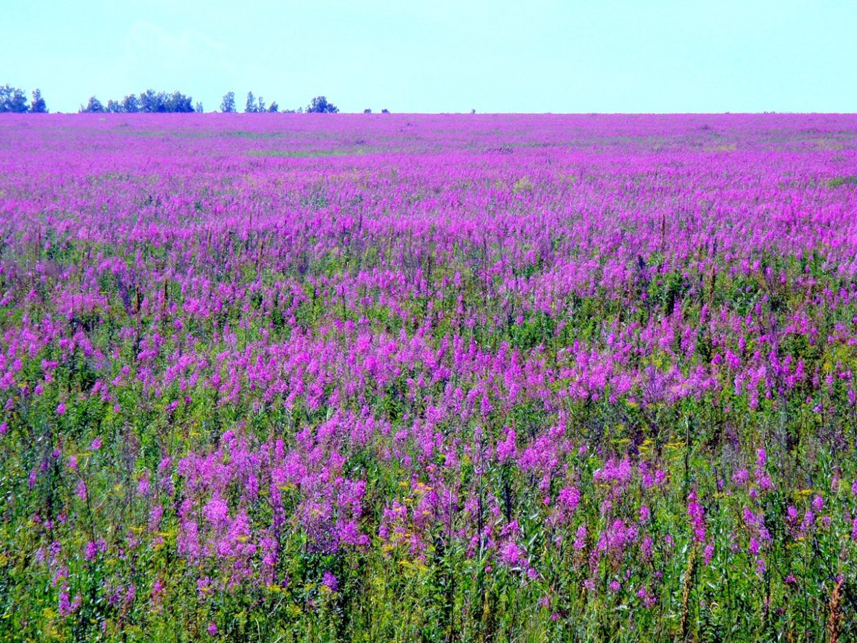 Кипрей узколистный Иван-чай поле
