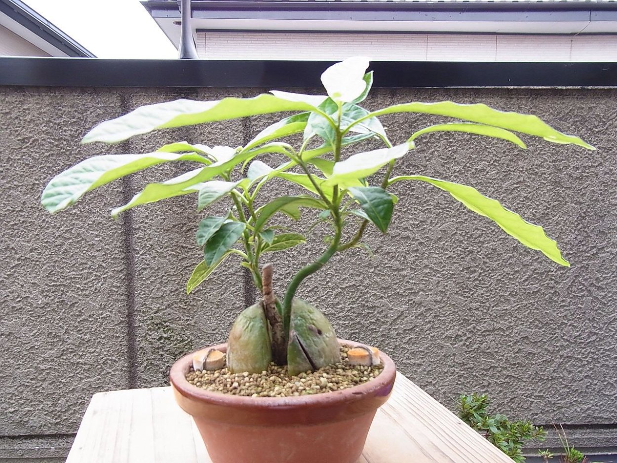 Авокадо бонсай