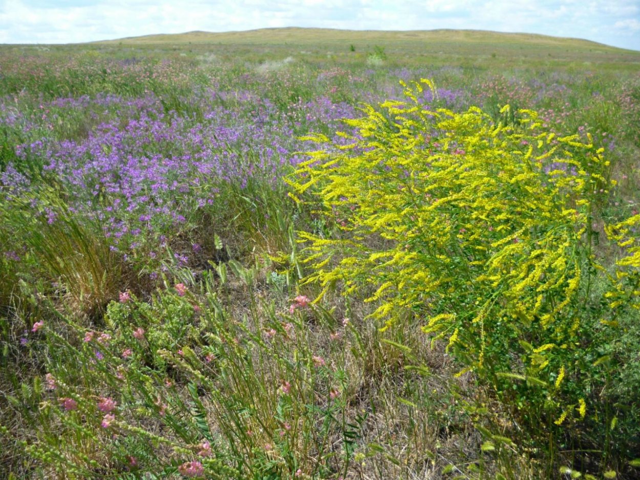 Степной донниклесостепей Евразии