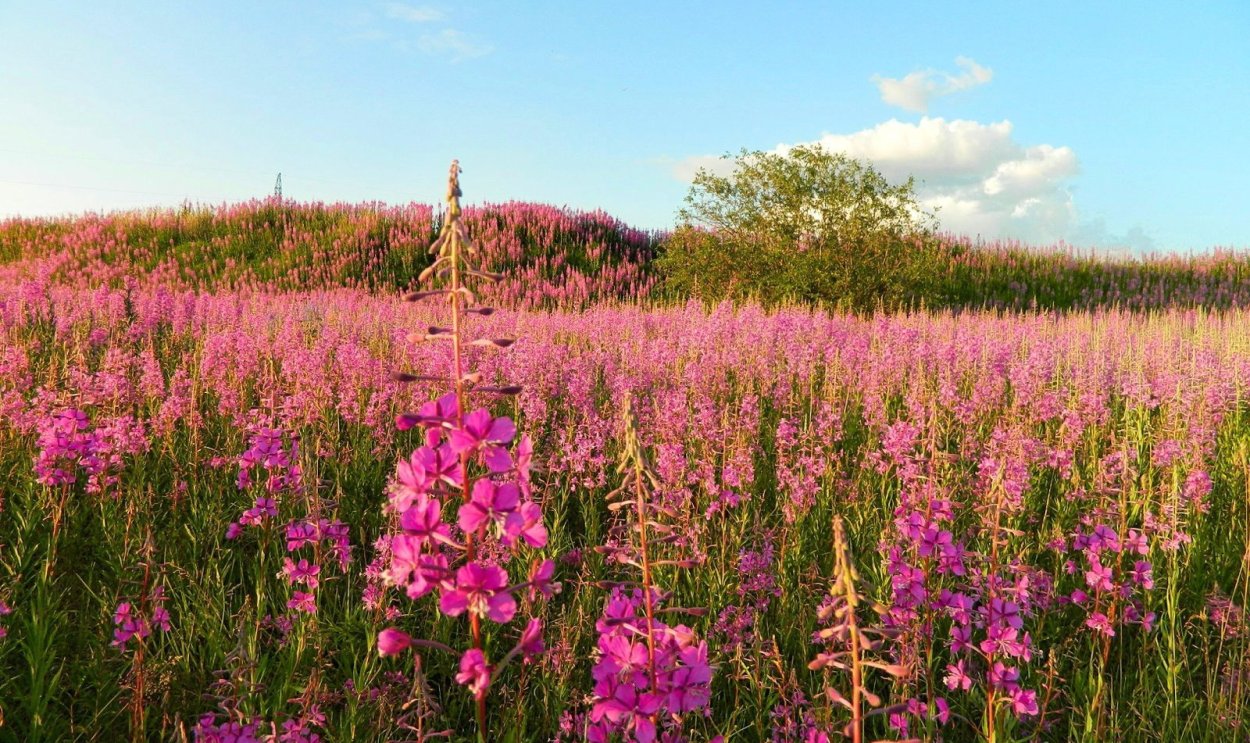 Эспарцет Сибирский в степях